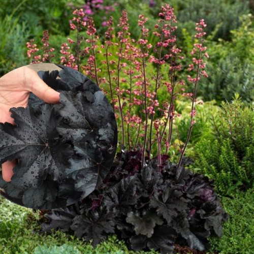 Heuchera 'Black Pearl' - Helmikpööris 'Black Pearl' P11/0,75L